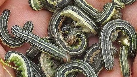 2021 Fall Food Plots,  Now What?  Armyworms!