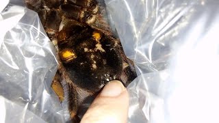 How To GENTLY Restrain A Tarantula In An Emergency