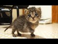 不安そうな子猫が家主を見つけて嬉しそうな顔でそっと寄ってくる。【赤ちゃん猫】【保護猫　子猫】