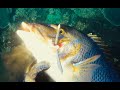 Spearfishing Abrolhos Islands April 2021