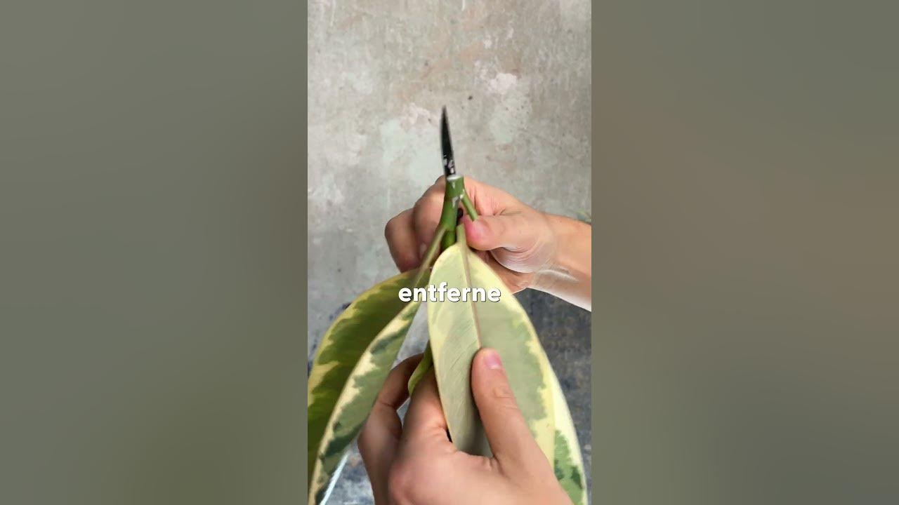 Gummibaum vermehren ️ (Ficus elastica) shorts plants ficus 