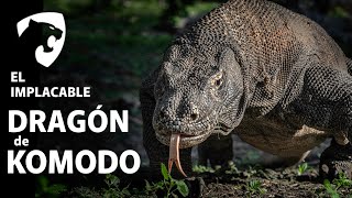 DRAGONES DE KOMODO - Un animal con el que no querrás tropezar.  #dragones  #indonesia by BENILANDIA 648 views 4 months ago 6 minutes, 56 seconds