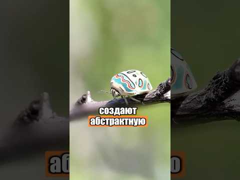 Жуки, которые не похожи на настоящих 🐞😱 #милыеживотные #животные