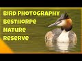 Bird Photography Besthorpe Nature Reserve, Nottinghamshire.