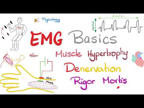 Electromyography (EMG) Basics, Muscle Hypertrophy, Denervation, Rigor Mortis | Muscle Physiology