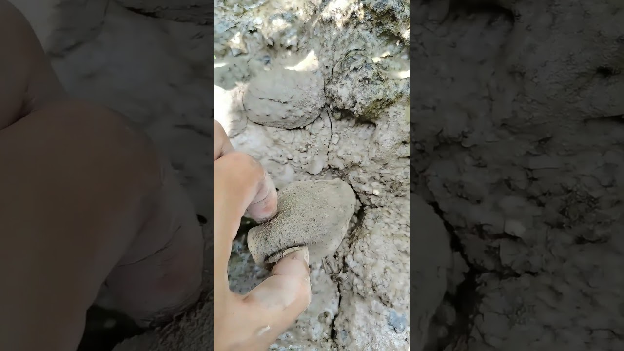 Catching Local Marine Creature Onchidium !