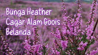 Ladang Heide Ungu Cagar Alam Goois di Belanda || The Purple Heather Fields Goois Netherlands