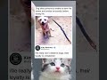 pov: we really don't deserve dogs 😭 | funny memes | dank memes | viral memes