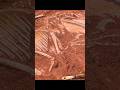 FÓSSEIS SENDO FRACASSOS DA NATUREZA?!? - MESOZOICO ZOADO #mesozoicozoado #identidino #dinossauros