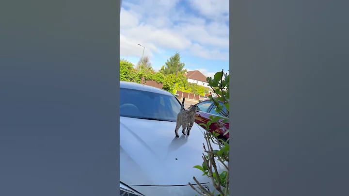 Video 8620911: bengal tiger, bengal catlover, happy cat