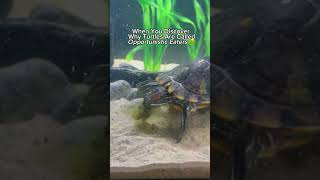 Turtle eats own poop to get nutrients back