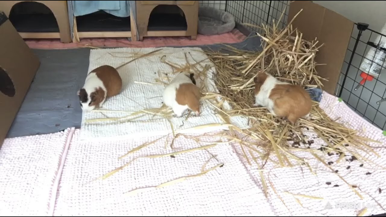 Sunday with 3 pregnant Guinea pigs YouTube