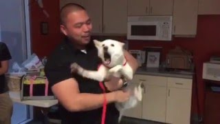 Shiba Inu reunited with her owner at Wags