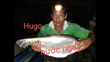 Cắm câu thác lác cườm mưu sinh ở con sông gần nhà kết quả bất ngờ#tuanvlogs#camcauthaclaccuom