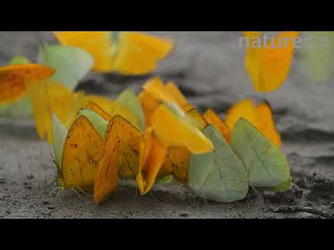 Slow motion clip of a large group of Butterflies taking flight after puddling, absorbing nutrients o