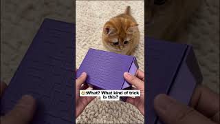 How could you prank such a cute kitten? Look at that shocked little face! 😂 #cat