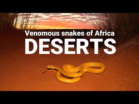 The venomous snakes of Africa – DESERTS, Cape cobra, Red spitting cobra, Puff adder, Carpet viper