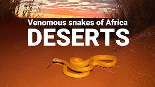The venomous snakes of Africa - DESERTS, Cape cobra, Red spitting cobra, Puff adder, Carpet viper