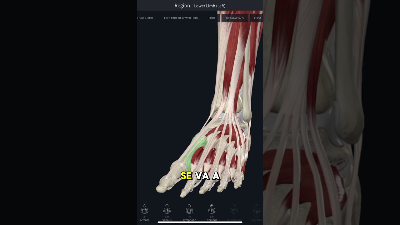 Entiende los músculos de la parte anterior de la pierna 