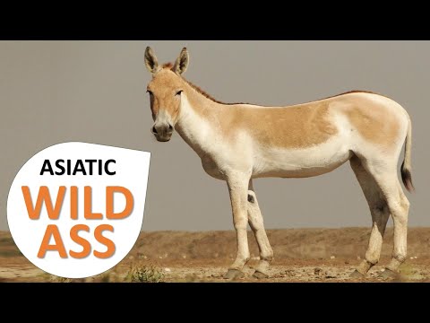 Vídeo: Quais animais e vegetação podem ser vistos em Rajasthan?