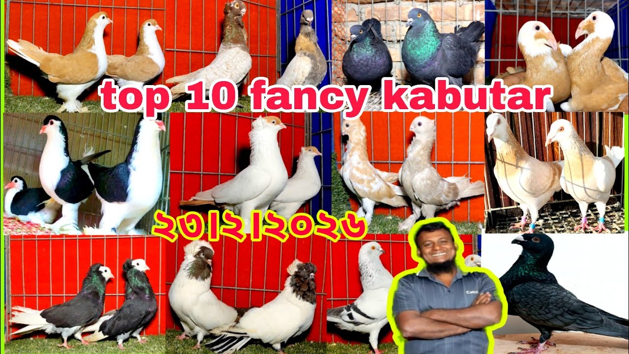 লাহোরি কবুতরের দাম জানুন।। স্প্যানিশ কবুতরের দাম জানুন।। ফিরোজ ভাই কবুতরের খামার 