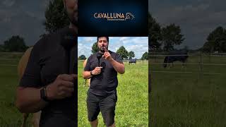 👀 Nach 6 Teilen ziehen wir unser CAVALLUNA-Fazit #erlebnis #familiewolter #horse