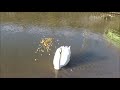 コブ白鳥のつがいに餌やり　　2017/06/14 撮影