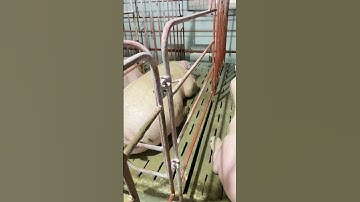 Bản lề móc cho chuồng heo 🐷 #channuoiheo #chănnuôi #pig #pigfarmvideo