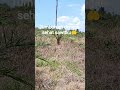 #sawitindonesia #plantersindonesia #beraukaltim #talisayan