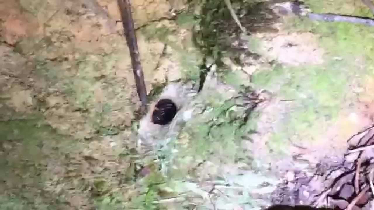Trapdoor Spiders In Natural Habitat Youtube