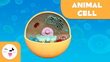 Animal cell and animal cell parts - Natural Science- Educational video for kids