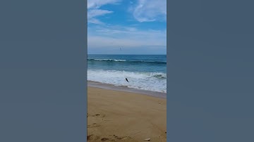 Câu Cá trên bãi biển kiếm tiền triệu mỗi ngày