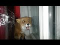Лиса лает на собаку за окном / The fox barks at the dog outside.