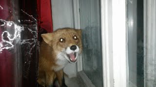 Лиса лает на собаку за окном / The fox barks at the dog outside.