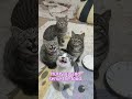 Hurry up and serve the food.#catmoments #catlife #catvideo #catshorts #cutecat #kitten #catmeowing
