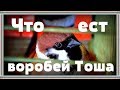 Дополнительный корм для воробья Тоши. Чем кормить воробья.