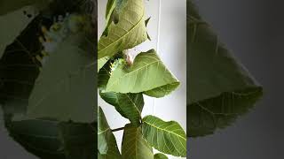 HUGE 5" Caterpillar Starts Making Cocoon #shorts - Cecropia Moth