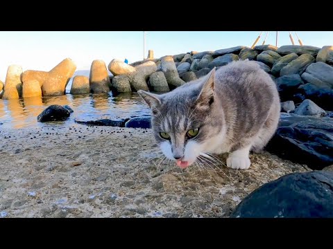 猫島の猫達は海辺で狩りをして逞しい