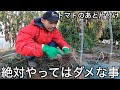 ついやってしまいがち。トマトの後片付けでやってはいけないポイントの解説と根っこの状態を確認して来年の栽培につなげよう！