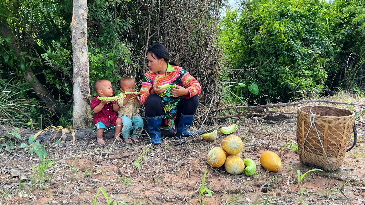 Single mother picks melons to sell / The robber takes the last coins to feed 2 poor boys