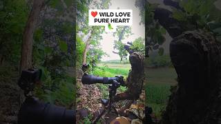 💚 Pure Love in the Wild 🦜#birds #wildlife #nature #shorts