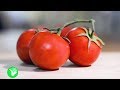 В чем зло помидоров? ПОМИДОРЫ – польза и вред для организма!