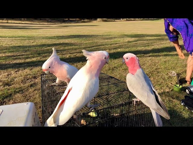 Cockatoo u0026 Parrot Madness 1_4 class=