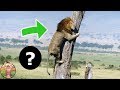 Quel est l’animal dont le LION a PEUR ? Faits étranges que vous ne connaissez pas sur le lion!