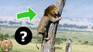 Est-ce que le lion est dangereux ?