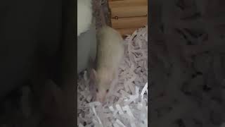 Cute Mouse Squeak