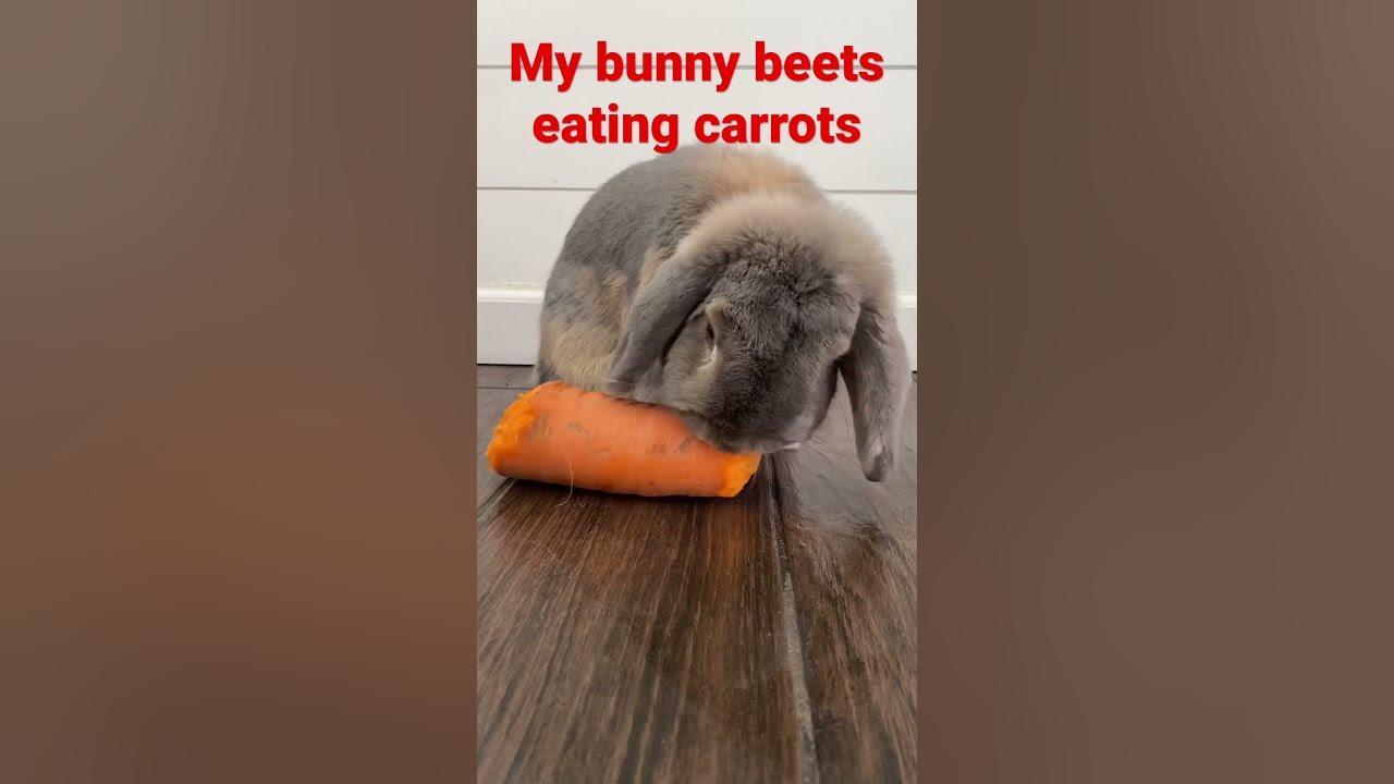 My rabbit beets🐰 YouTube