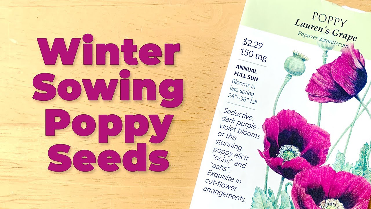 How to Sow Poppy Seeds in Winter YouTube