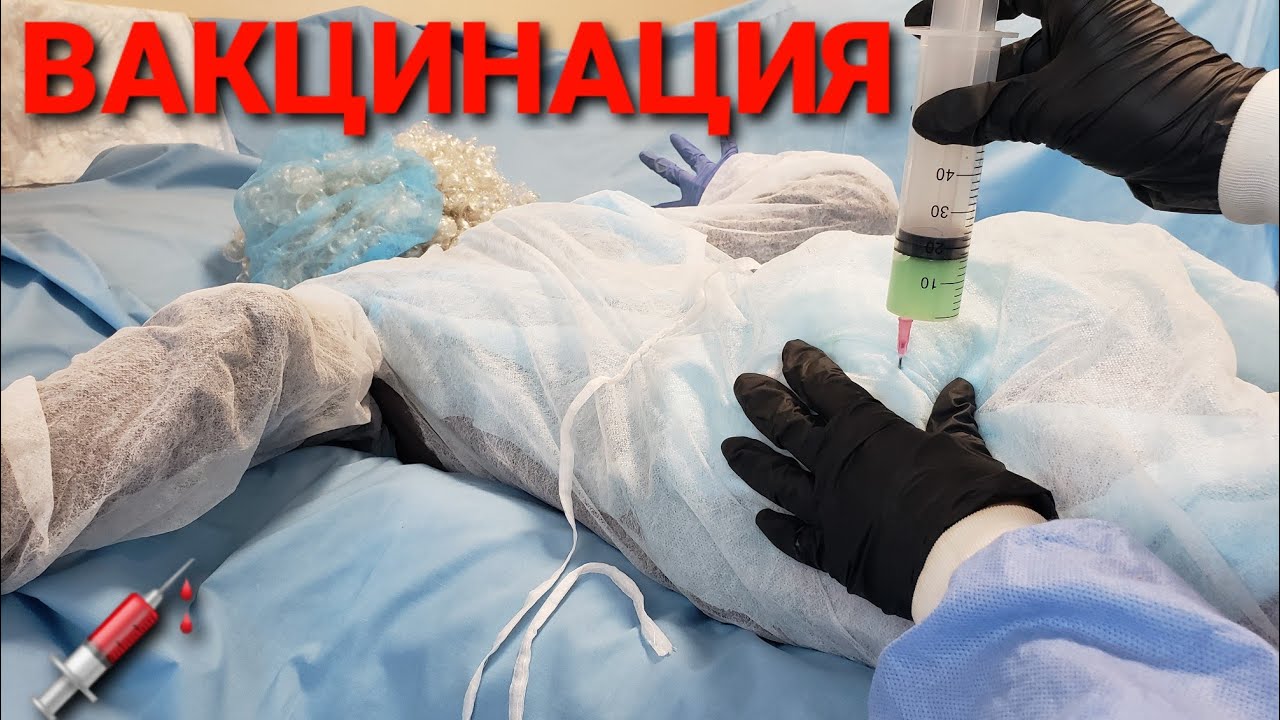 🏥Вакцинация от 👑коронации.Доктор Уткин сделал все четко.Crazy Doctor