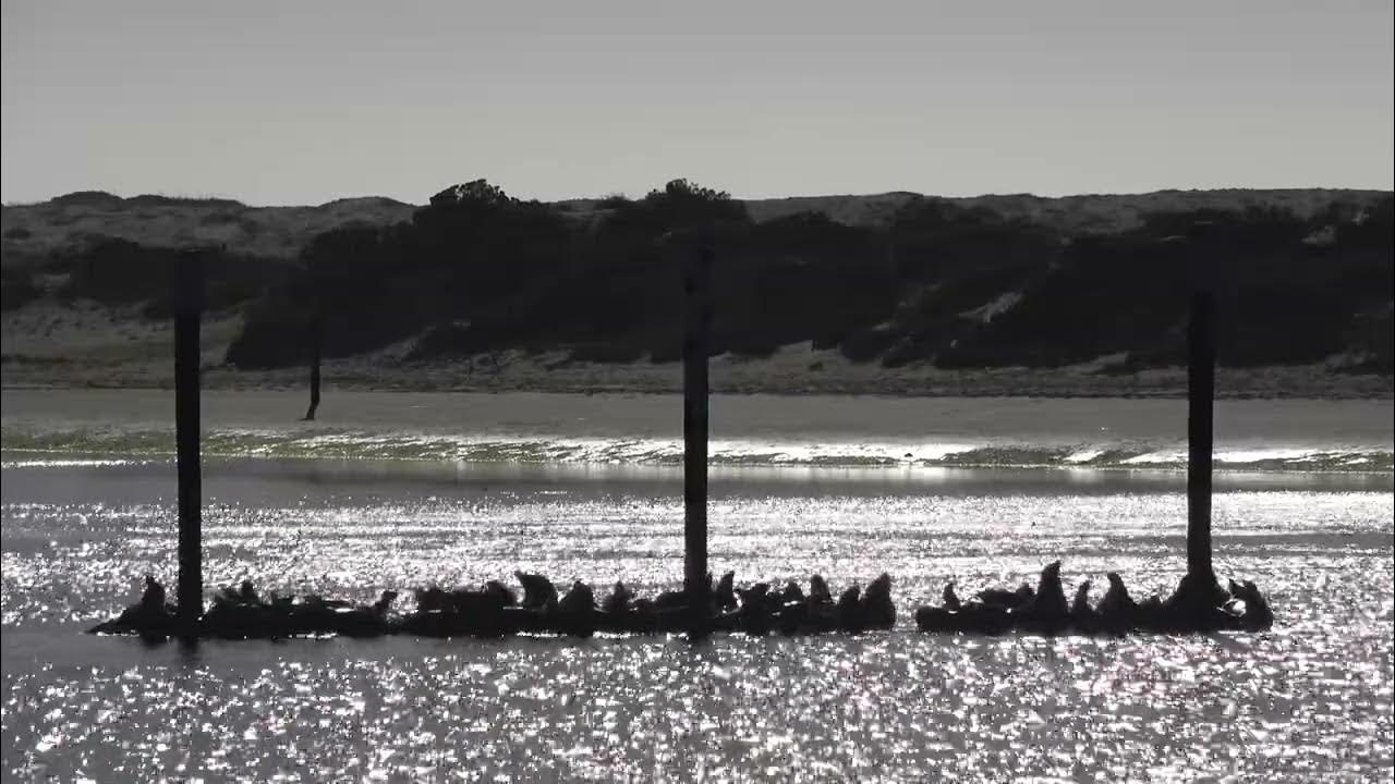 Seals barking YouTube